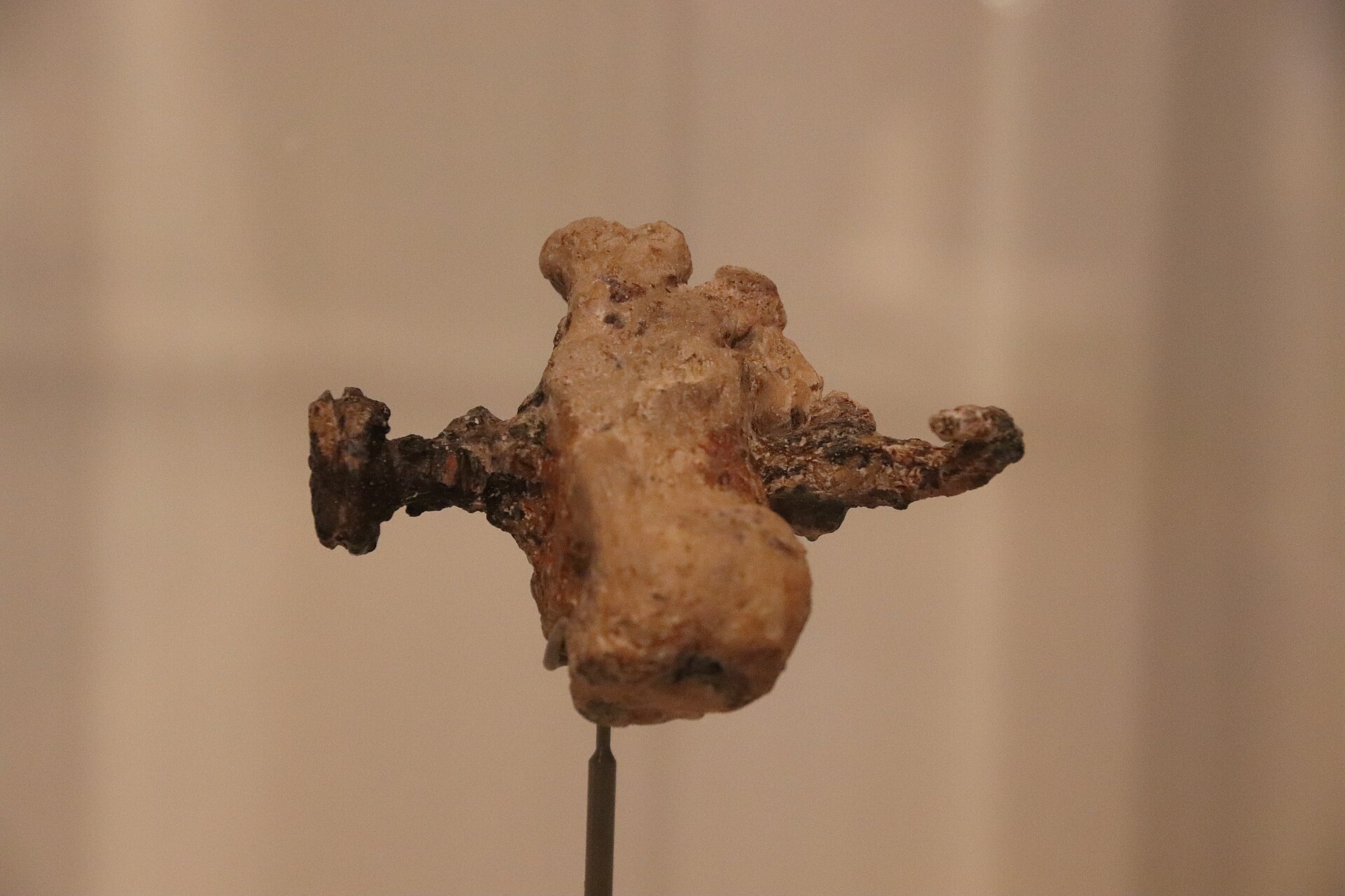The heel bone of Jehohanan, pierced by an iron nail — the only directly excavated skeletal evidence of a Roman crucifixion, discovered at Giv'at ha-Mivtar, Jerusalem, in 1968.